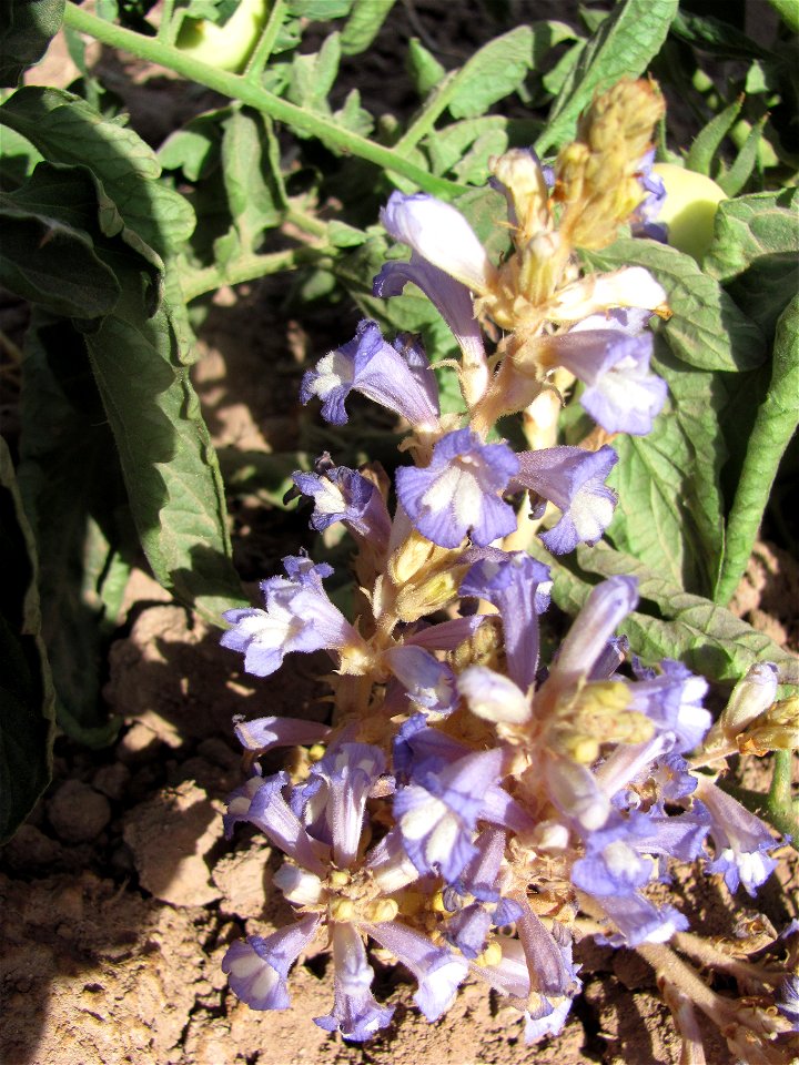 Broom rape on tomato