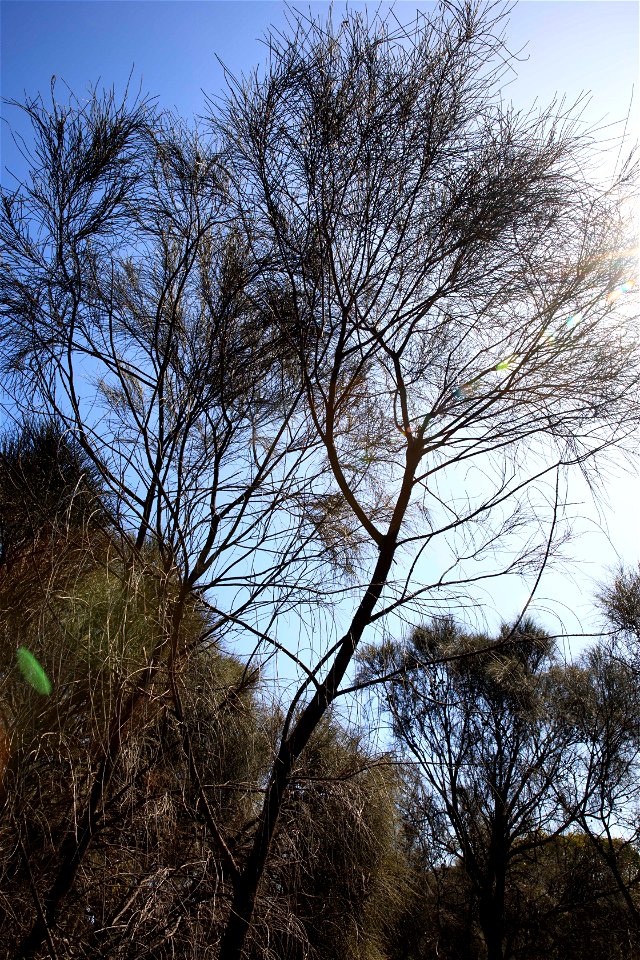 2022 site 1, SE cnr, tree 1 canopy
