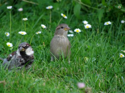 sparrows 2 photo