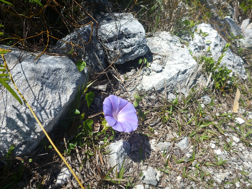 Floral garden flora