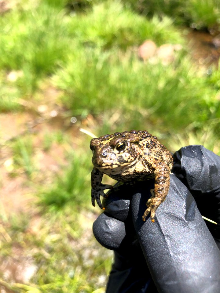 Hanging Out with a Boreal Toad