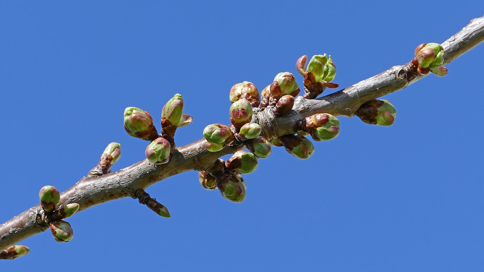 Buds on branches of a cherry tree