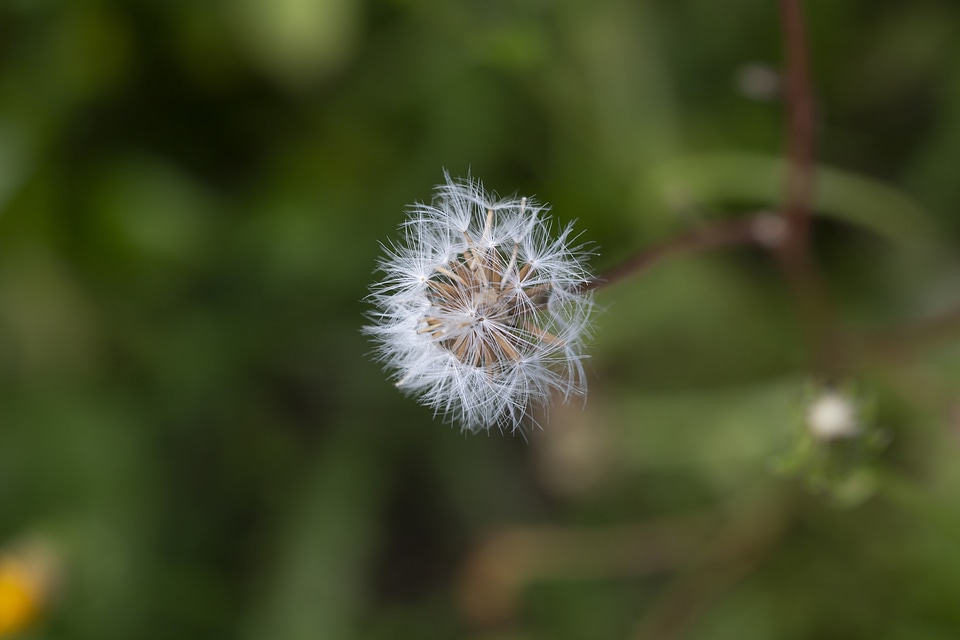 Wilderness Plant Flora and Fauna