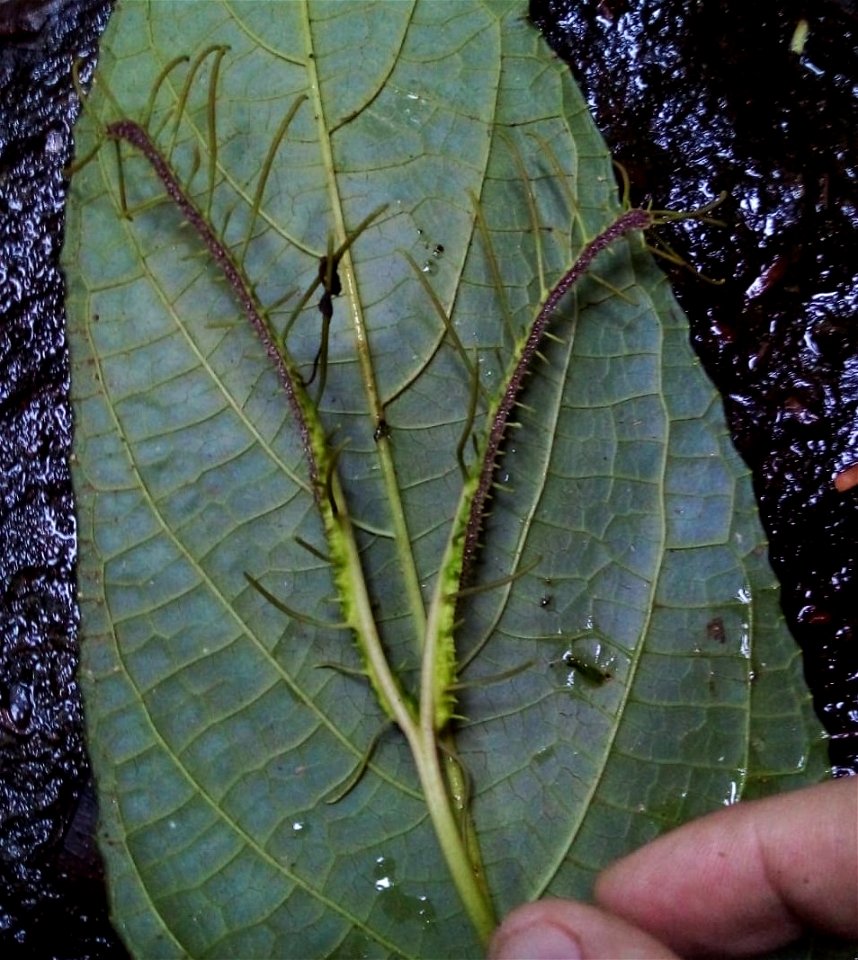 Dorstenia ramosa (Desv.) Carauta, C.Valente & Sucre