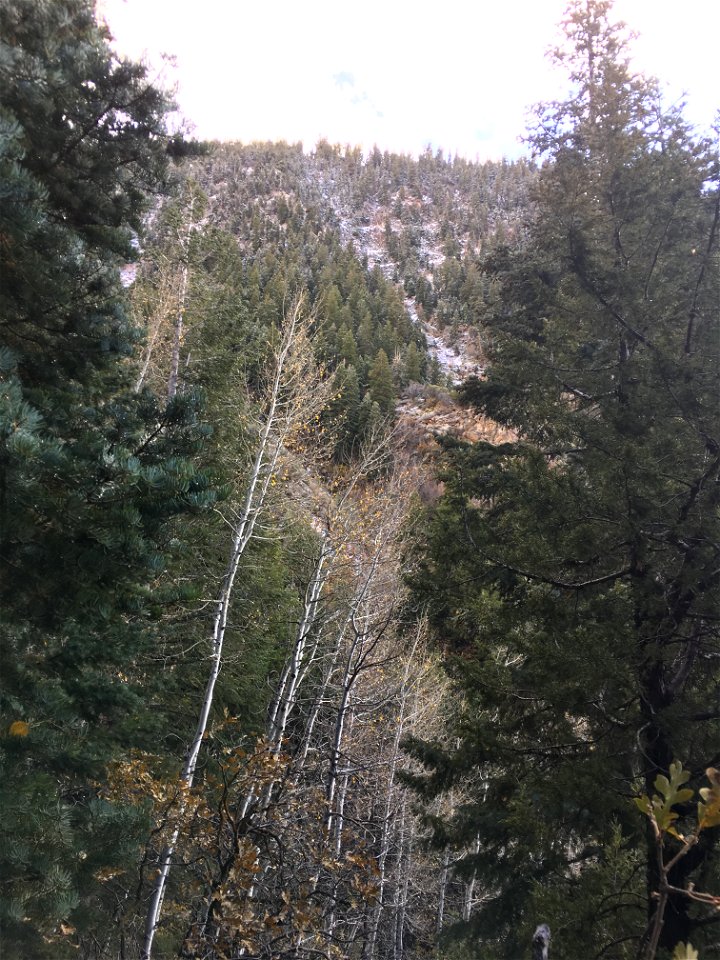 Bells Canyon, Uinta-Wasatch-Cache National Forest, Utah