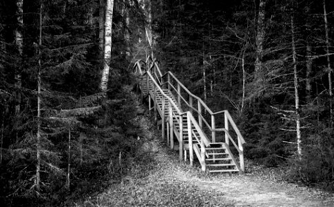 Stairs into the woods photo