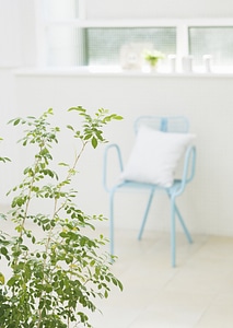living room interior with palant