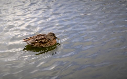 Duck on a pond photo