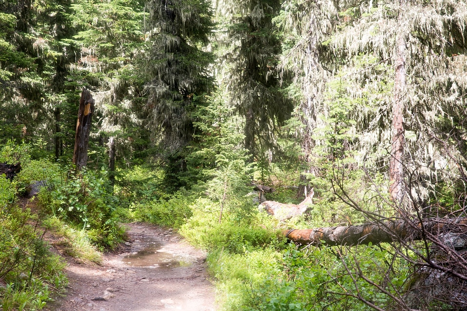 Cascade Canyon Trail in Grand Teton National Park