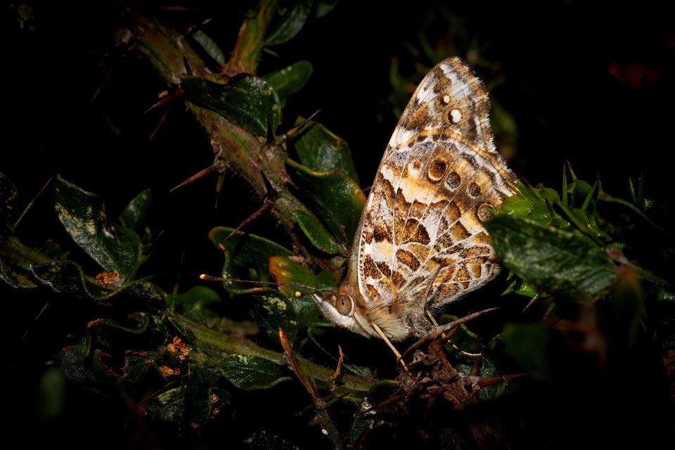 Australian Painted Lady