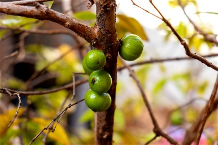 Jabuticabas verdes