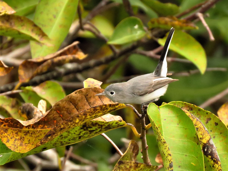 Blue Gray Gnatcatcher Polioptila caerulea perches