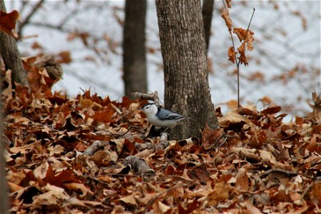 Wolsfeld Woods - White Breasted Nuthatch