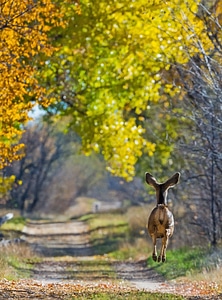 A mule deer doe photo