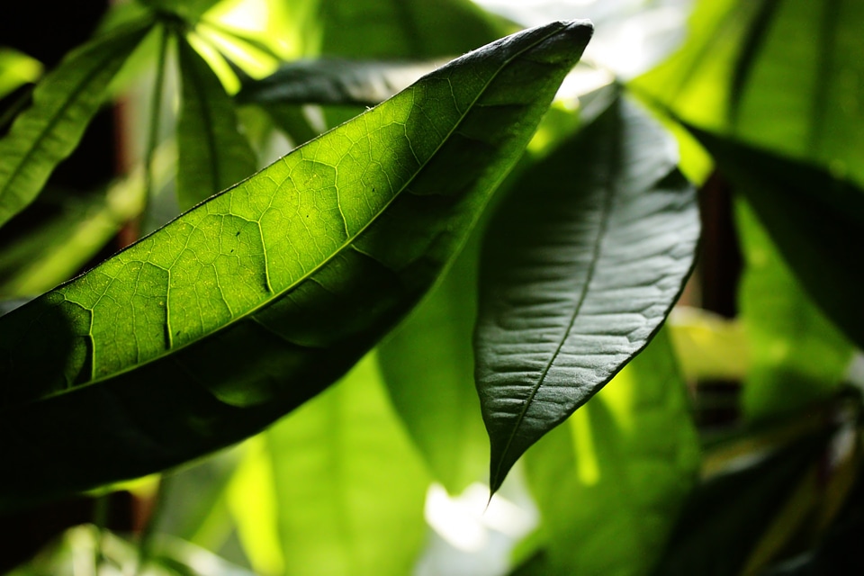 Green summer leaves