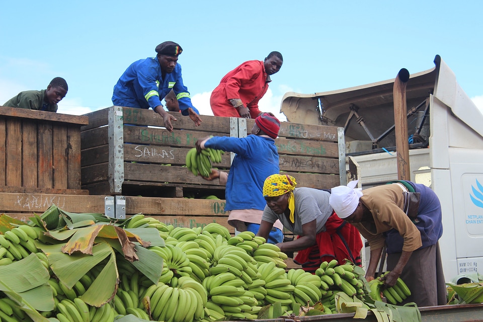 Vegetable harvesting. Unloading beans into truck