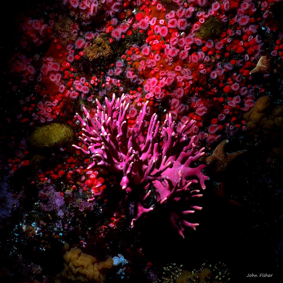 Subsea Still Life