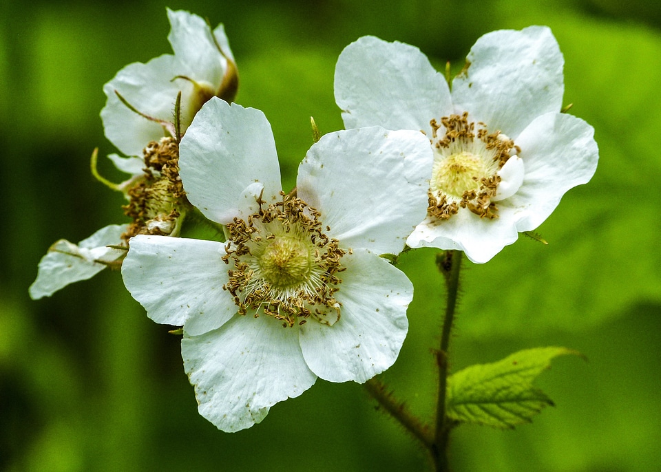 Wild fruit berries flower