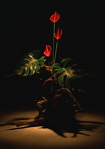 Spadix Ikebana photo