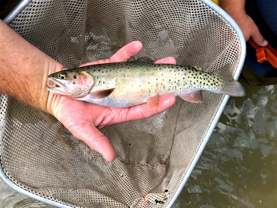 Bonneville Cutthroat Trout
