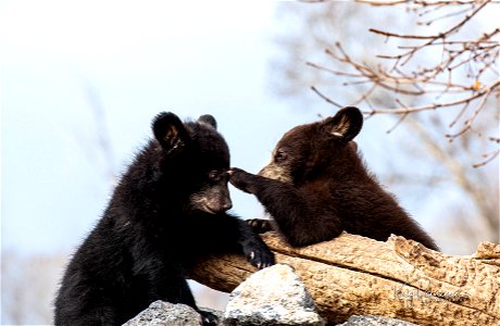 Bear Cubs Playing on an Outcropping photo