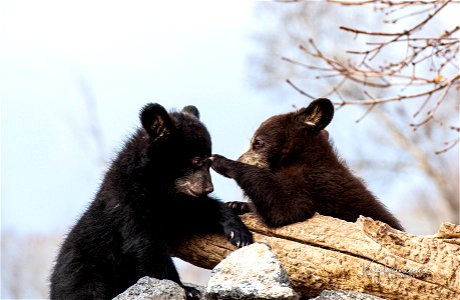 Bear Cubs Playing on an Outcropping