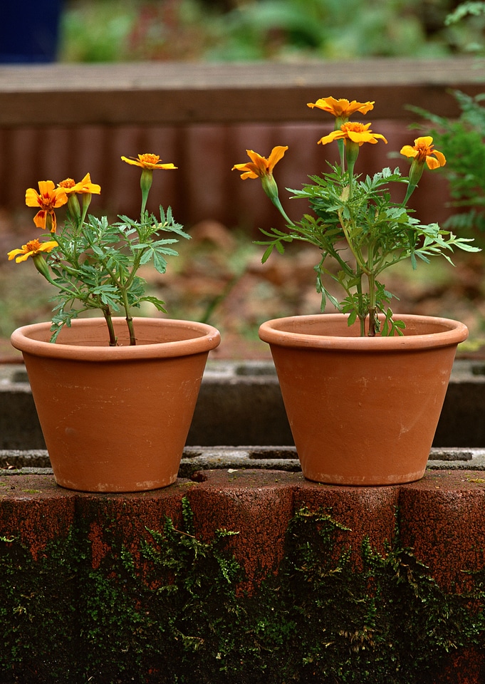 flowerpot on wood table