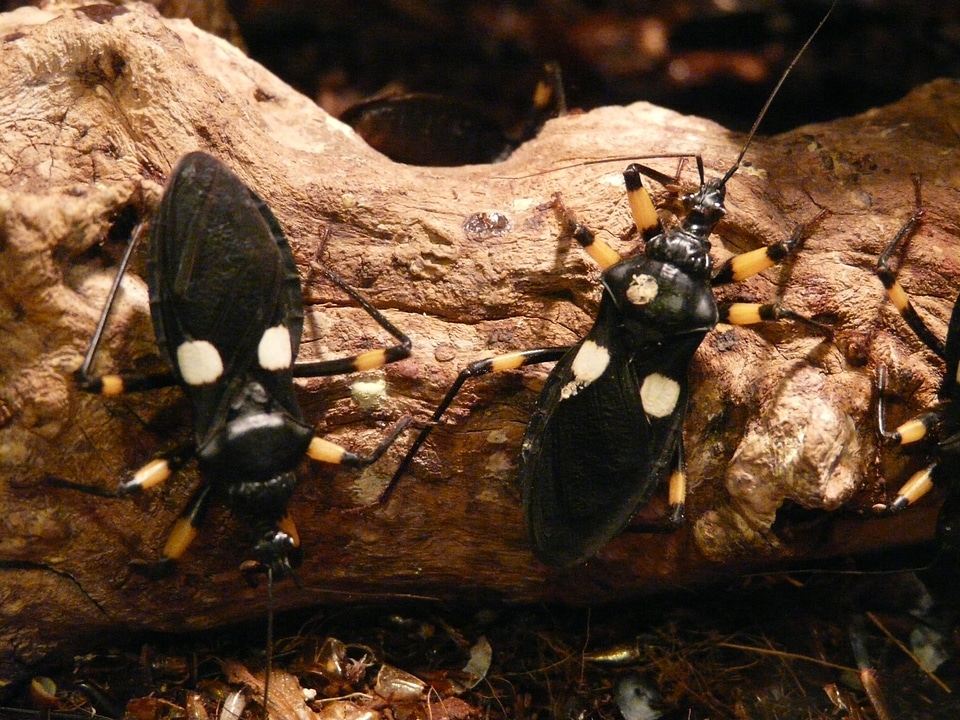 Insect animal creature