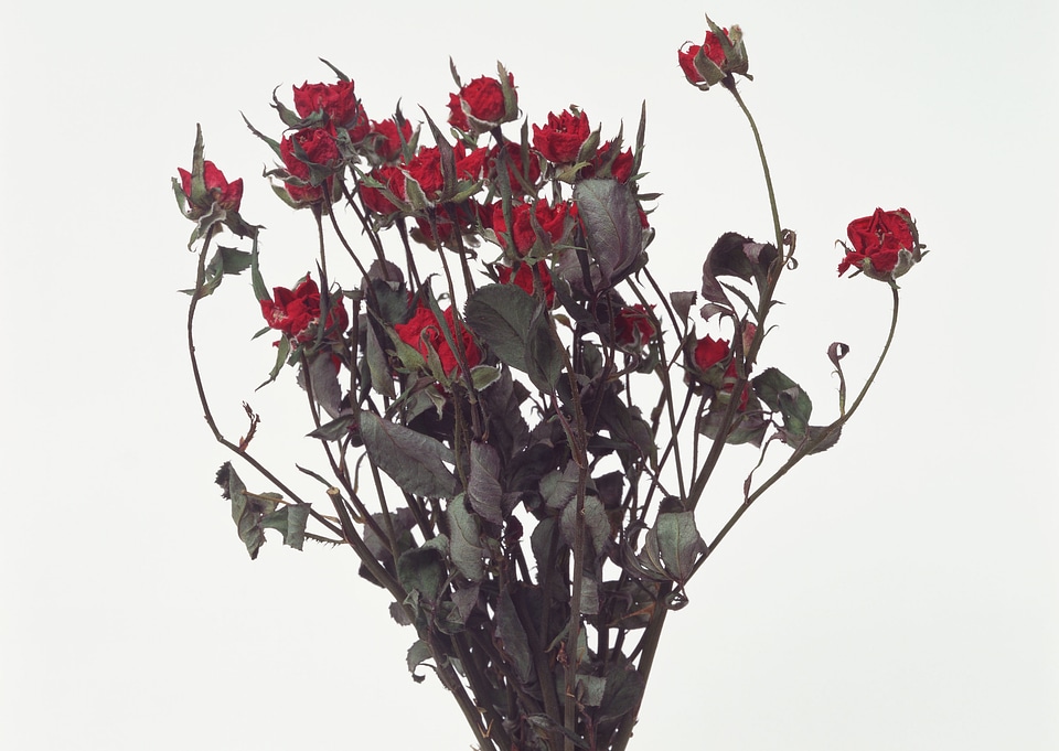Old dried red roses on white
