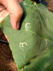 leaf miner photo