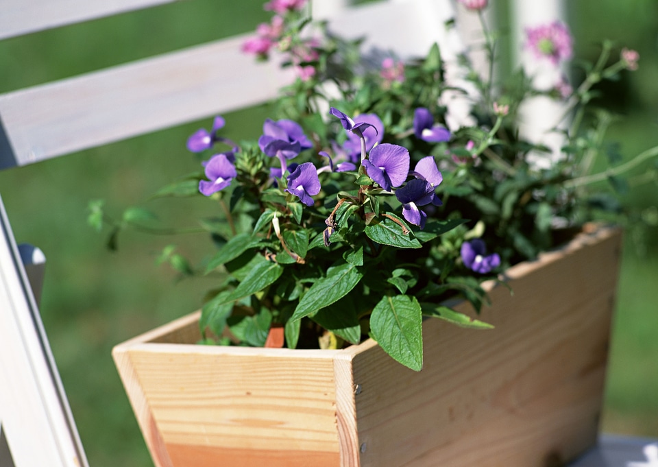 Flowers in wooden box, pots on chair