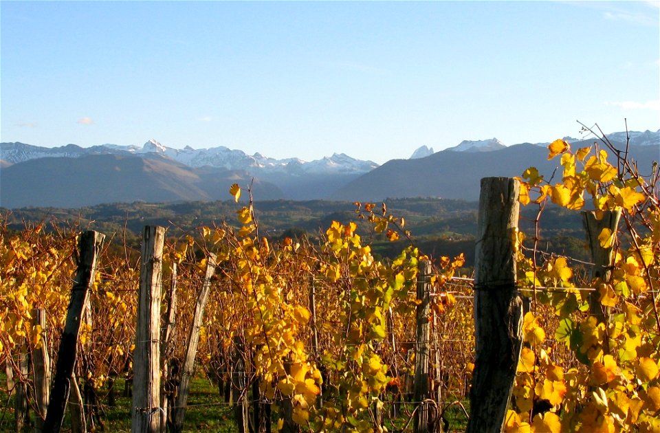 vineyard jurancon