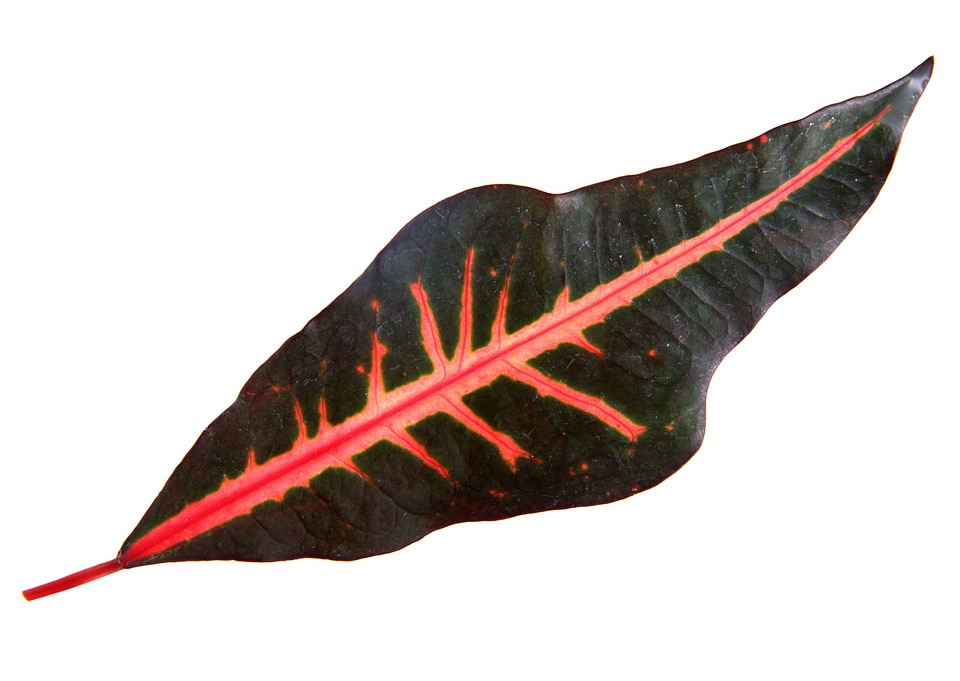 Maranta houseplant