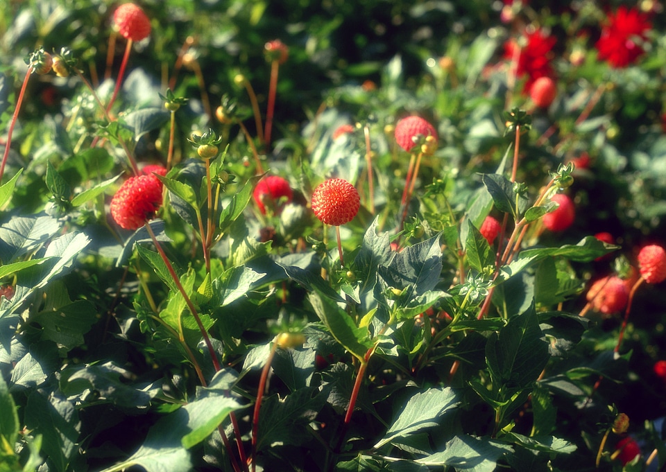 Red flower in garden