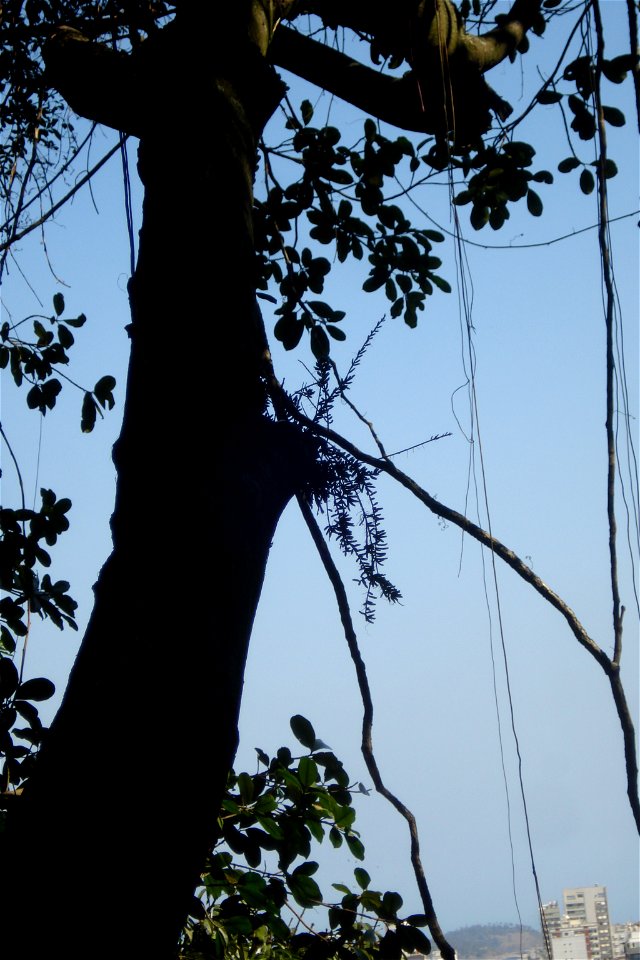 Rhipsalis mesembryanthemoides