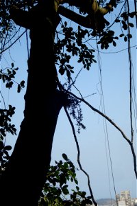 Rhipsalis mesembryanthemoides