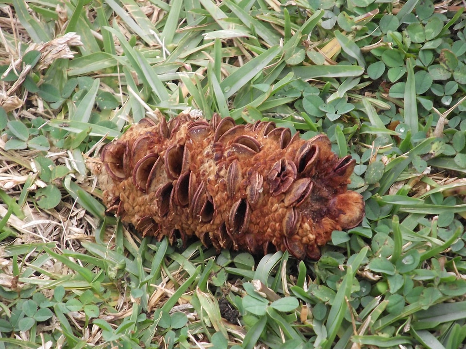 Native flora dried