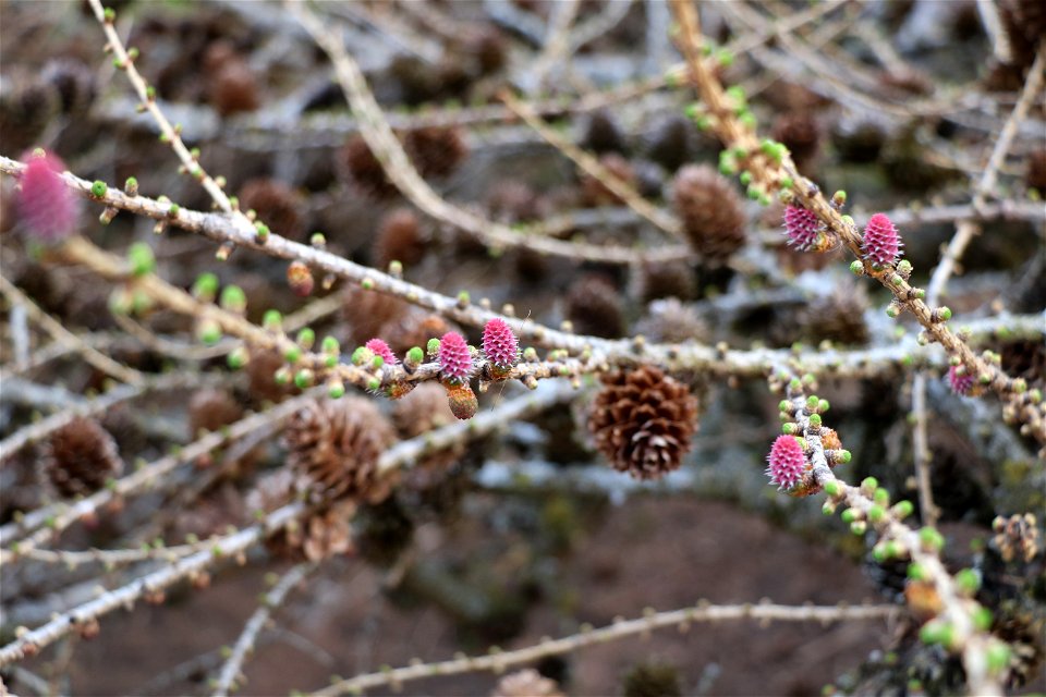 Conifers of Allen Centennial 10