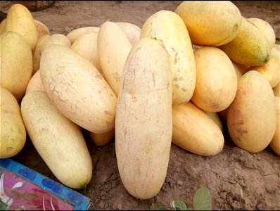 Kharbooza (Melons) of Kulachi Dera Ismail Khan  Khyber Pakhtunkhwa Pakistan 6