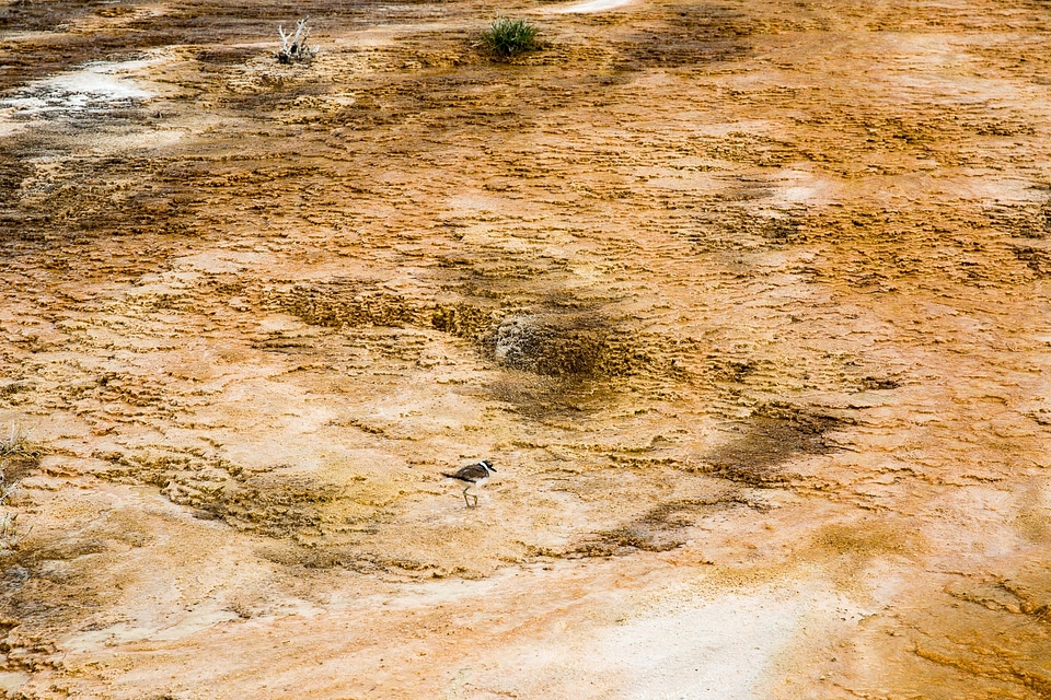 Colorful geyser in Yellowstone National Park