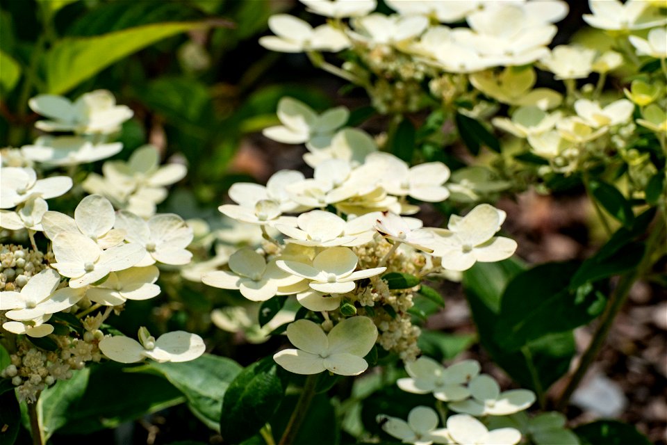VILLA SOLATIA -BOTANICAL PROJECT
