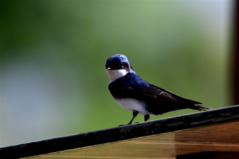 Pygochelidon cyanoleuca (Golondrina azul y blanca)