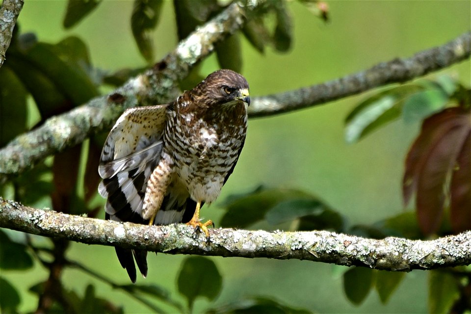 Buteo platypterus o Gavilán aliancho