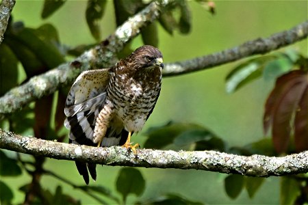 Buteo platypterus o Gavilán aliancho