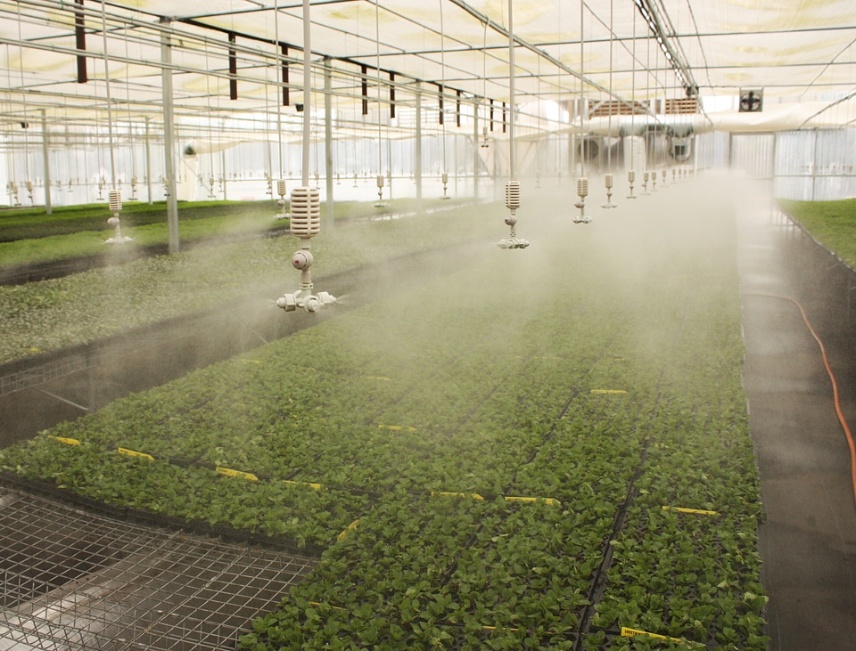 Irrigation in a Greenhouse