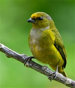 Euphonia xanthogaster - Eufonia común