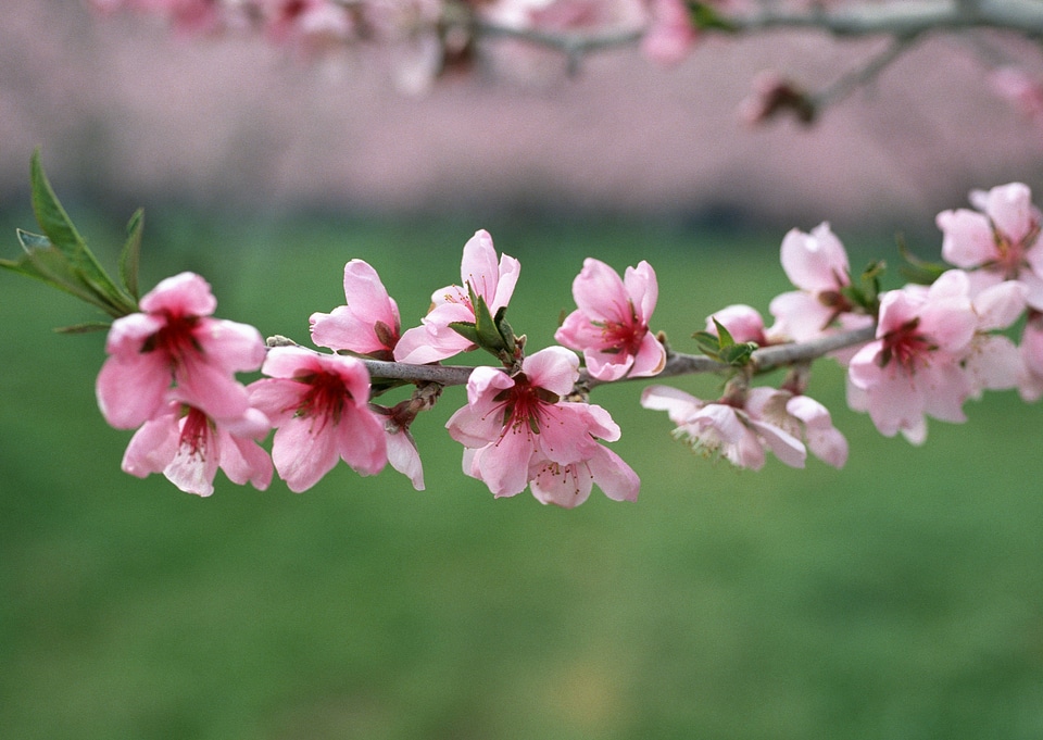 Flowers of the cherry blossoms