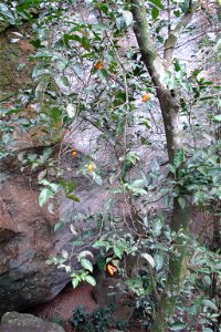 Swartzia simplex var. grandiflora (Raddi) R.S.Cowan