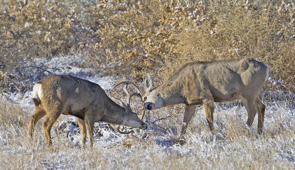 Two mule deer bucks