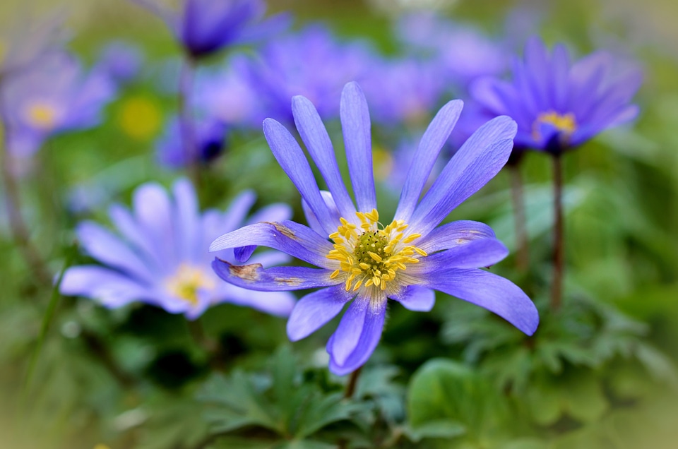 Bloom close up blue photo